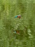 Kingfisher 5