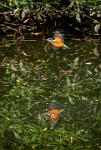 Kingfisher 6