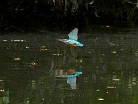 Kingfisher flying low