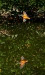 Kingfisher reflection