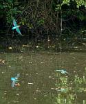 Kingfishers