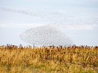 Knot murmuration