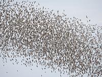 Knots in flight
