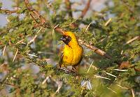 Lesser Masked Weaver bird