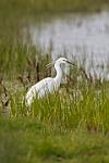Little Egret