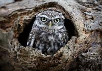Little Owl in hole