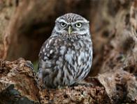 Little Owl on stump