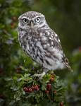 Little owl