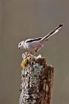 Long-Tailed Tit