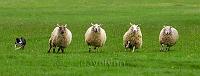 Make a ewe turn