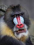 Mandrill