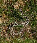 Mateing adders