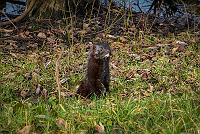 Mink 2
