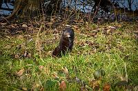 Mink