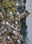 Northern fulmers nesting