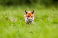 On the prowl