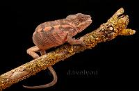 Panther chameleon PRINT