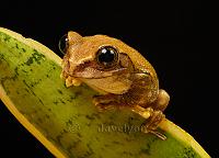Peacock tree frog