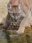 Puma drinking