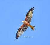 Red Kite 2
