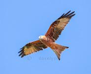 Red Kite 3