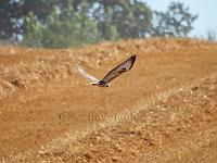 Red Kite flying low