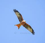 Red Kite