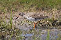 Redshank