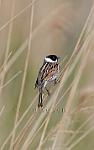 Reed Bunting