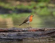 Robin on a log