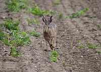Running Brown Hare