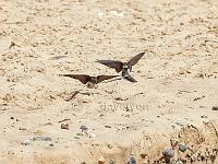 Sand Martins