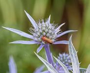 Soldier beetle on Sea Holly