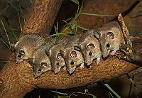 Spanish spiny mice