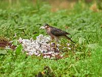 Sparrowhawk with pigeon