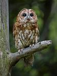 Tawney owl
