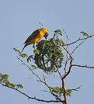 Weaver bird making nest