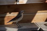 Wheatear