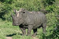 White Rhino