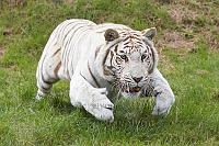White tiger