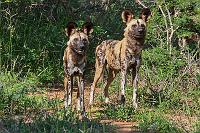 Wild dogs