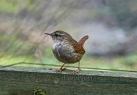 Wren