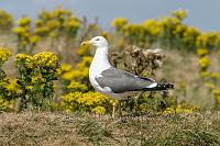 Yellow-legged Gull