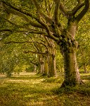 Beech tree avenue