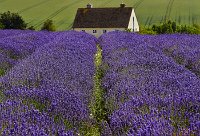 English lavender