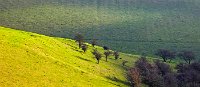 South Downs Way evening