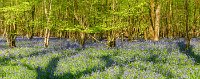 Spring In the bluebell woods