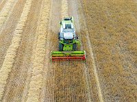 Harvesting the barley 2