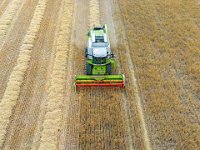 Harvesting the barley 2