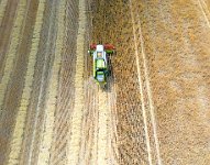 Harvesting the barley 3